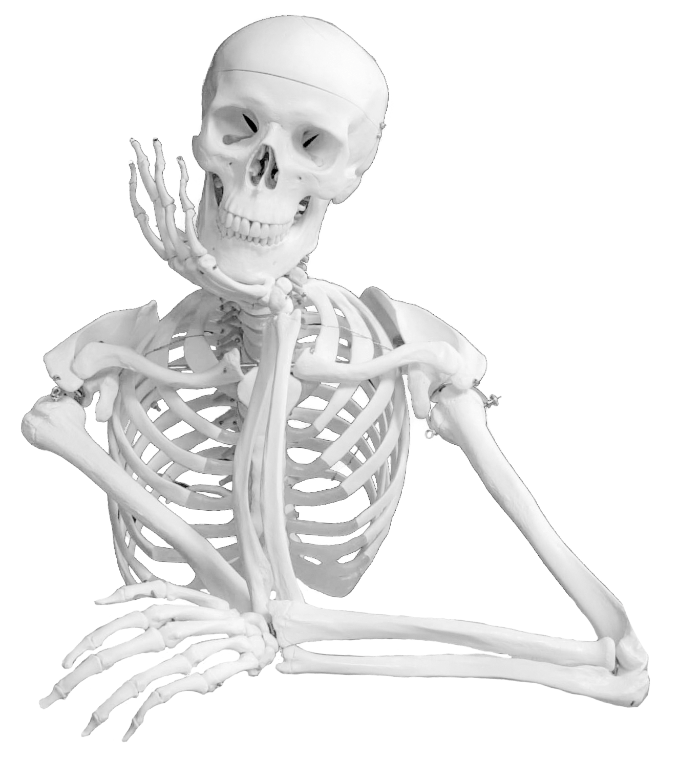 Остеология (кости)