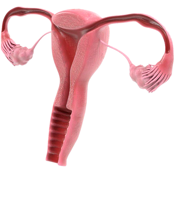 Лекция №4. Процесс зачатия, беременности, родов.