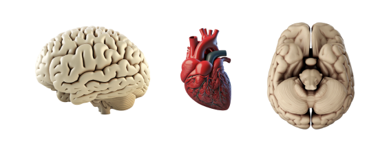 Сердце и мозг